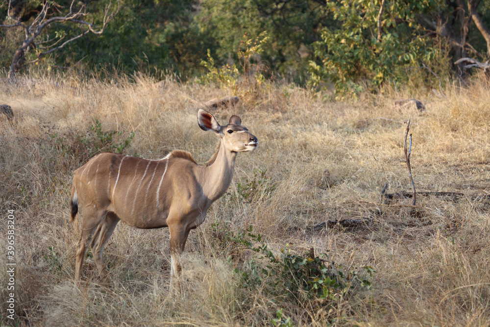 Großer Kudu / Greater Kudu / Tragelaphus strepsiceros. Großer Kudu / Greater Kudu / Tragelaphus strepsiceros.