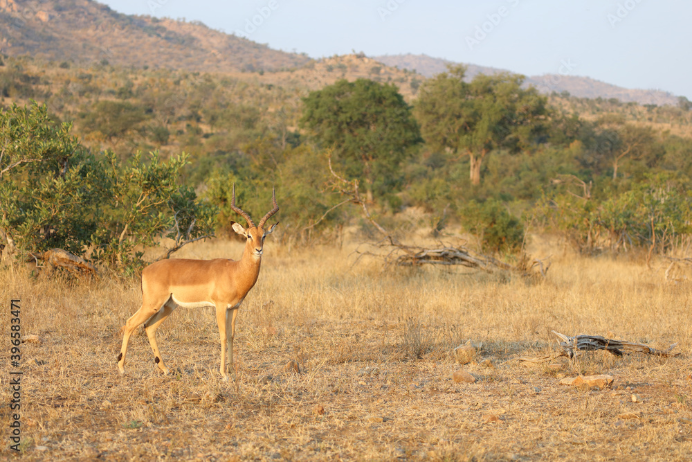 Schwarzfersenantilope / Impala / Aepyceros melampus Schwarzfersenantilope / Impala / Aepyceros melampus