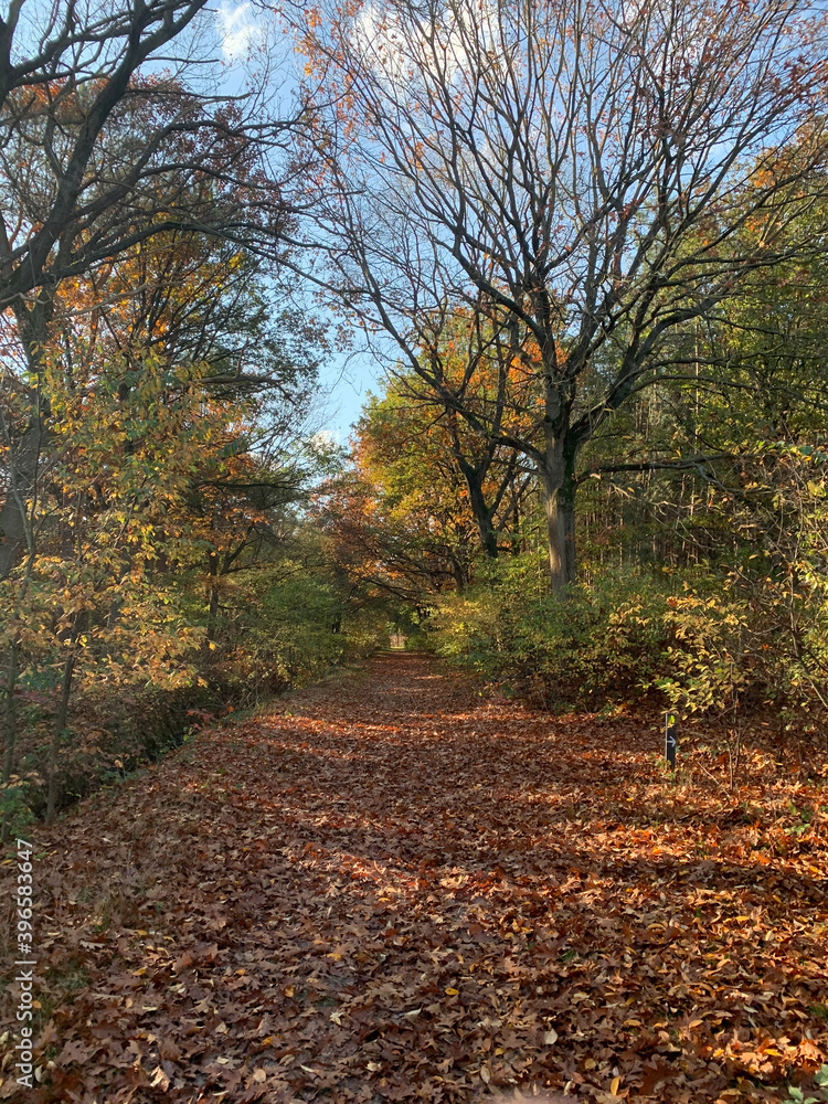 Fototapeta premium forest lane fhuy 2