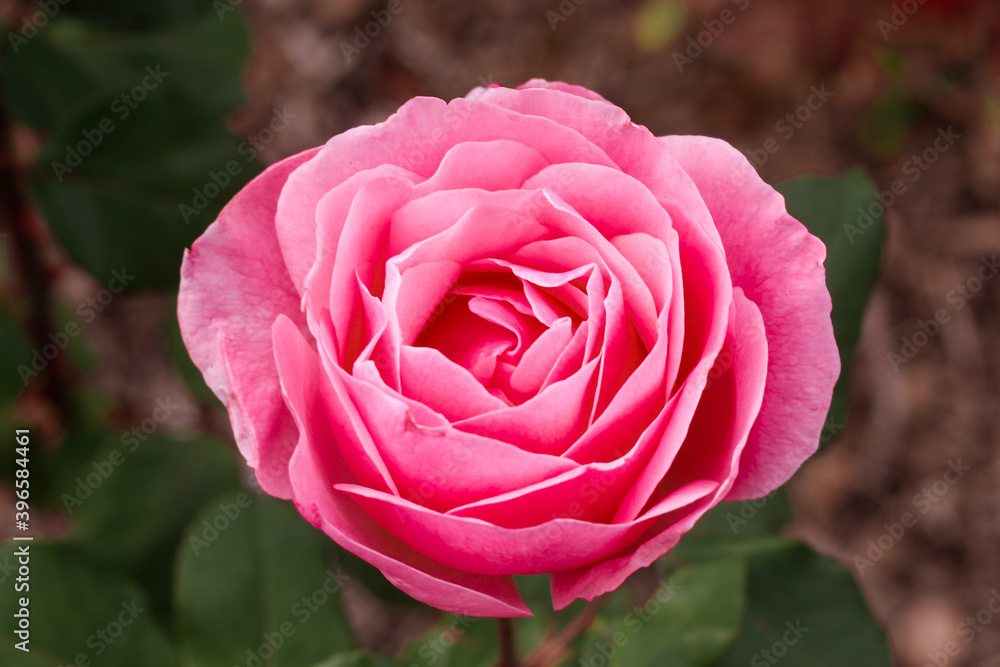 close up of a china pink rose
