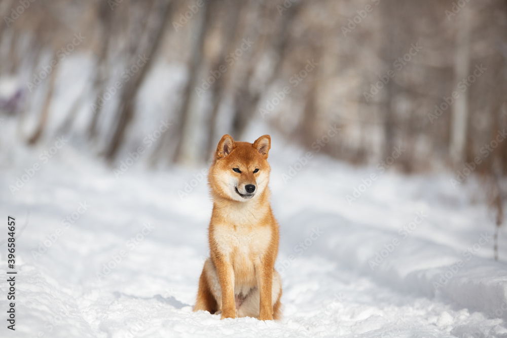 cute and happy shiba inu puppy sitting in the forest in winter. Beautiful red Japanese shiba inu female dog on the snow