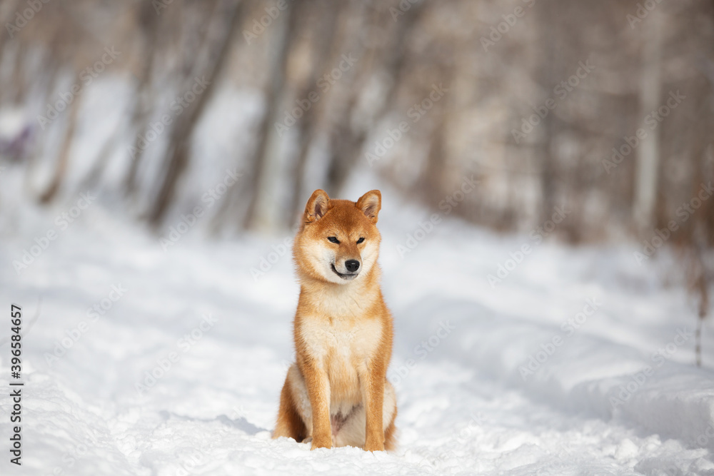 cute and happy shiba inu puppy sitting in the forest in winter. Beautiful red Japanese shiba inu female dog on the snow cute and happy shiba inu puppy sitting in the forest in winter. Beautiful red Japanese shiba inu female dog on the snow