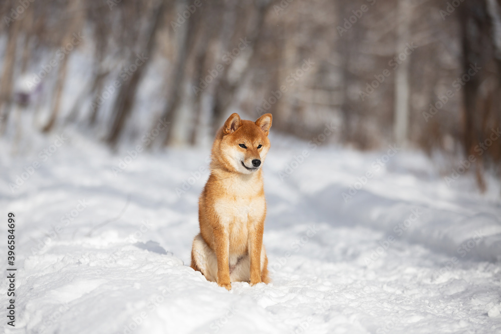 cute and happy shiba inu puppy sitting in the forest in winter. Beautiful red Japanese shiba inu female dog on the snow cute and happy shiba inu puppy sitting in the forest in winter. Beautiful red Japanese shiba inu female dog on the snow