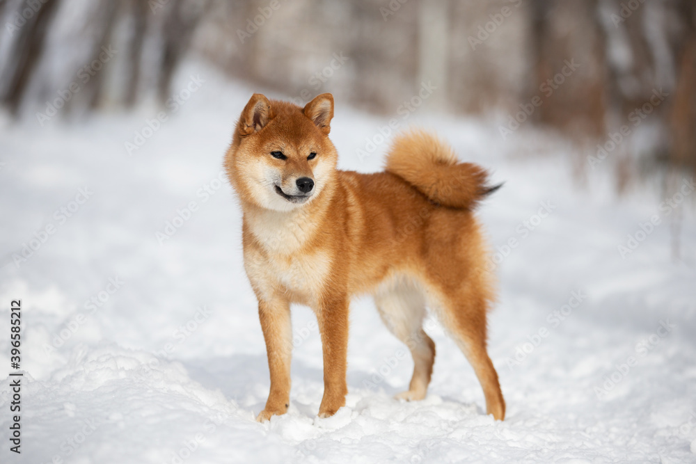 cute and happy shiba inu puppy standing in the forest in winter. Beautiful red Japanese shiba inu female dog on the snow cute and happy shiba inu puppy standing in the forest in winter. Beautiful red Japanese shiba inu female dog on the snow