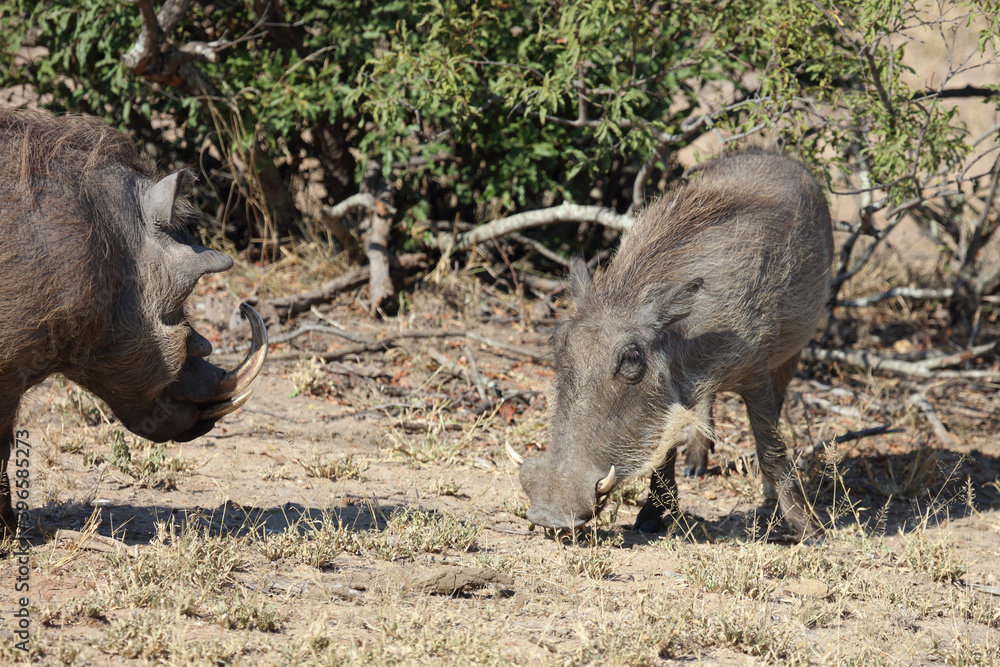 Warzenschwein / Warthog / Phacochoerus africanus Warzenschwein / Warthog / Phacochoerus africanus