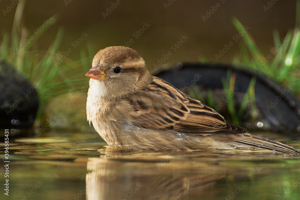 Young sparrow (Passer montanus) resting in the water. Czechia. Europe. Young sparrow (Passer montanus) resting in the water. Czechia. Europe.
