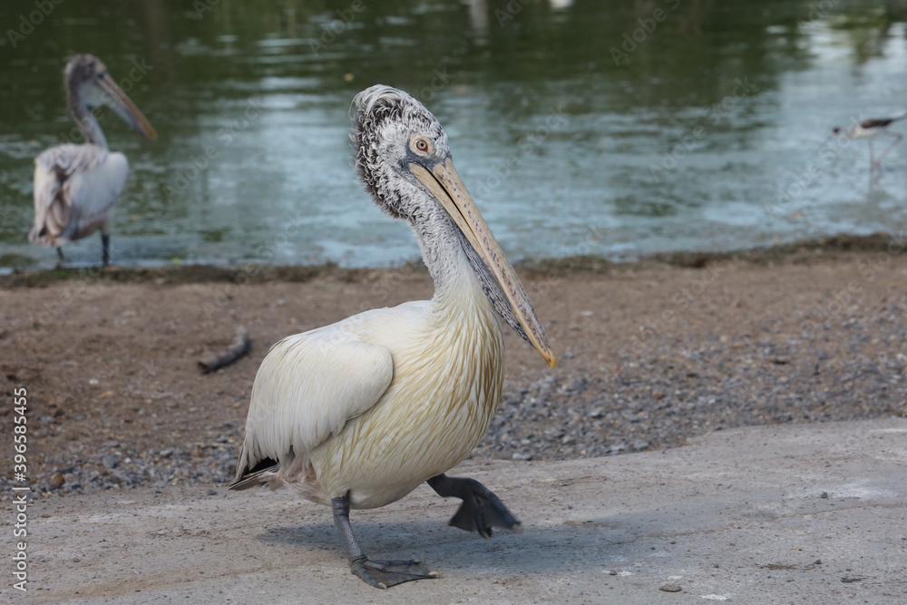 The great white pelican bird in garden at thailand The great white pelican bird in garden at thailand
