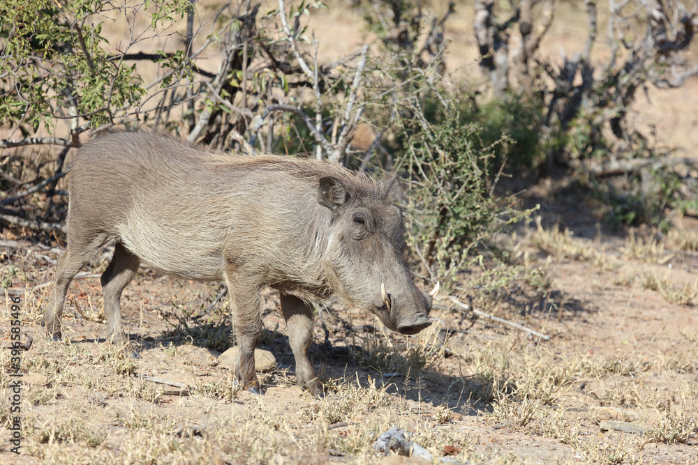 Warzenschwein / Warthog / Phacochoerus africanus Warzenschwein / Warthog / Phacochoerus africanus
