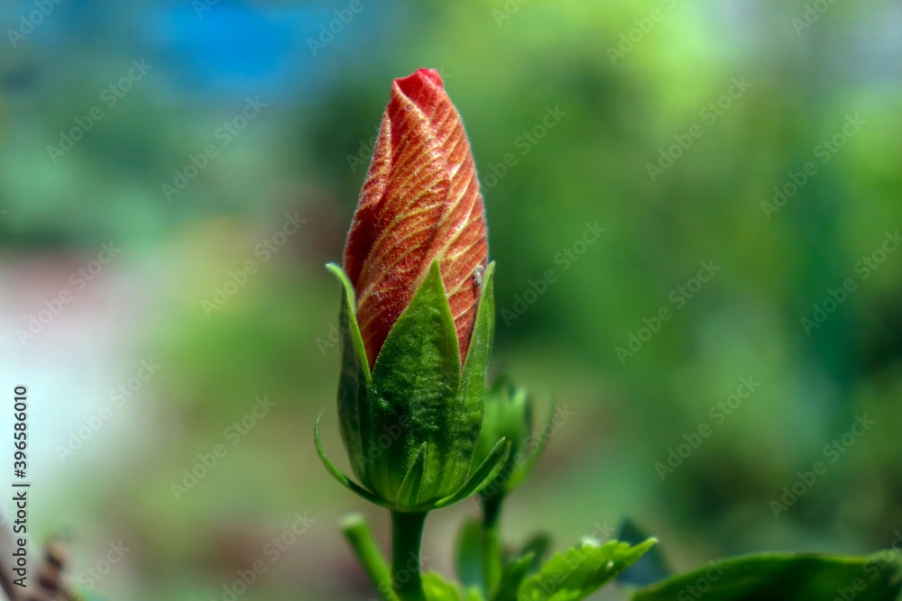 Young bud or embryonic shoot red bud flower flower in the garden Young bud or embryonic shoot red bud flower flower in the garden
