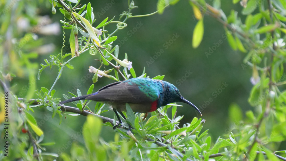 Fototapeta premium Hummingbird in a tree at Baviaanskloof