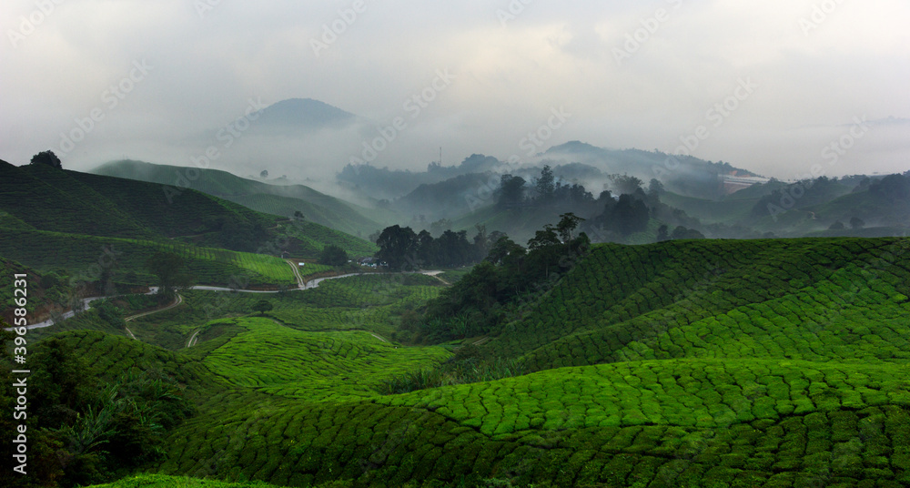 Naklejka premium Misty morning in a tea plantation area in Asia.