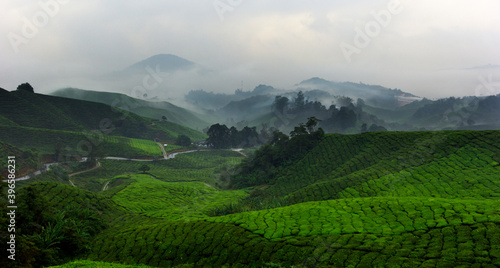 Misty morning in a tea plantation area in Asia.