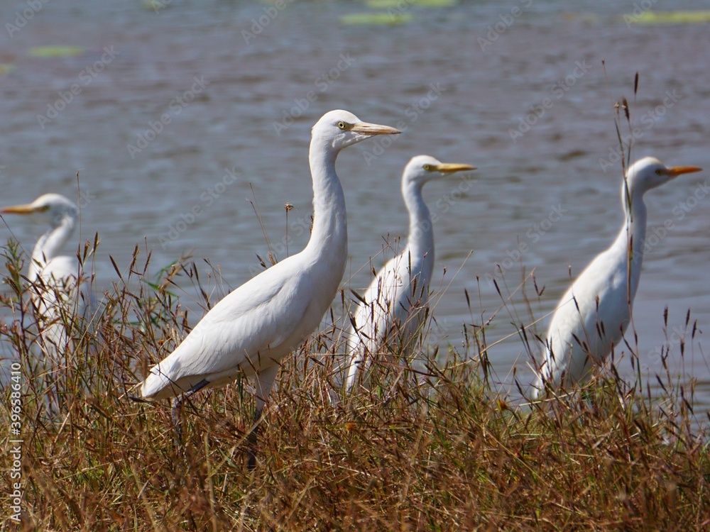 Fototapeta premium Group of Intermediate Egret by the lake