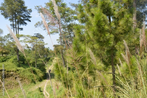 beautiful landscape for tropical mountain