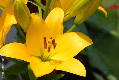 Close up of a yellow day lily flower in the garden. Detail of stamen creating a shadow on the petals of a yellow flower