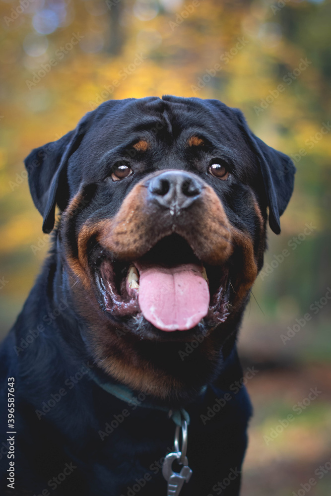 labrador retriever labrador retriever