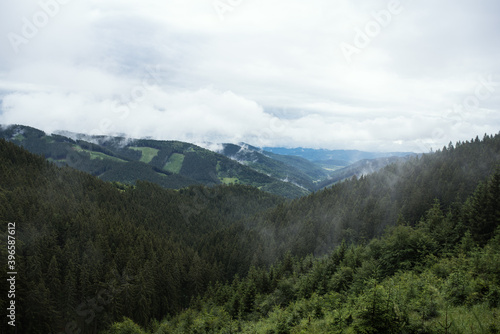 Beautiful landscape after the rain. Dark spruce forest in mountain. © Petra