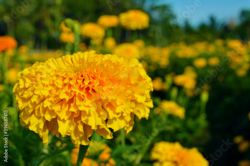 tropical flower macro