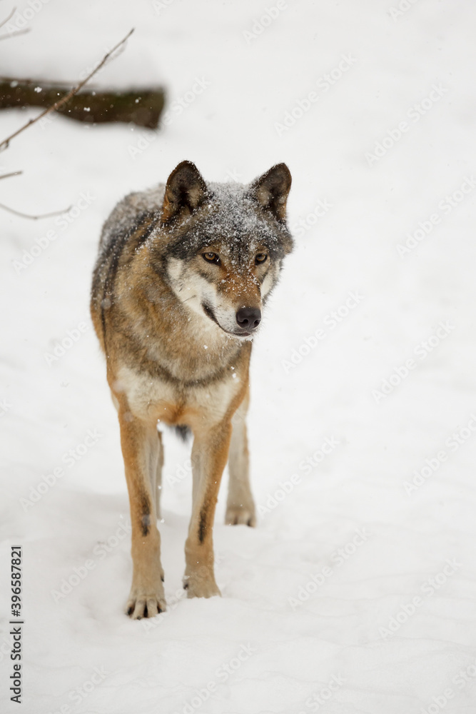 gray wolf (Canis lupus) watches the surroundings closely and has a snowy head