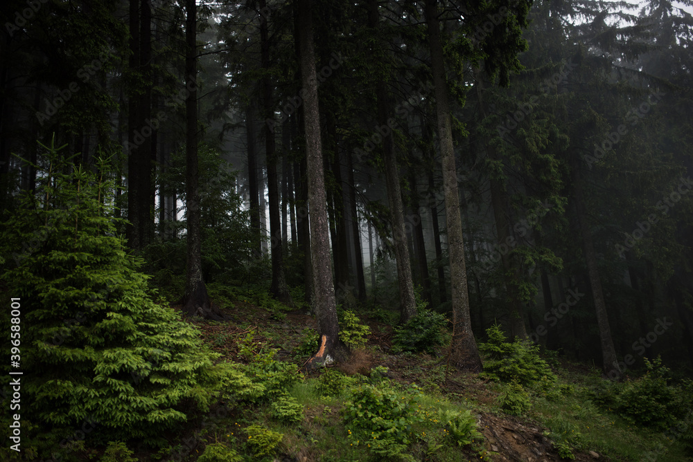 Beautiful landscape after the rain. Dark spruce forest in mountain.