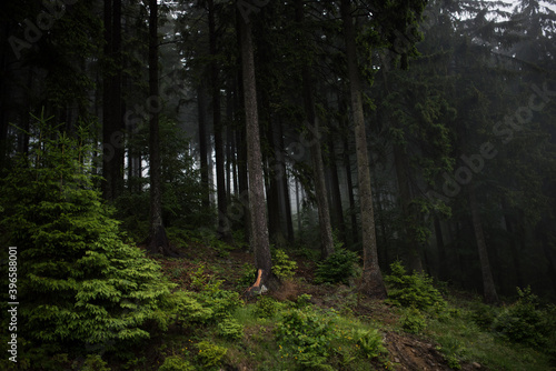 Beautiful landscape after the rain. Dark spruce forest in mountain.