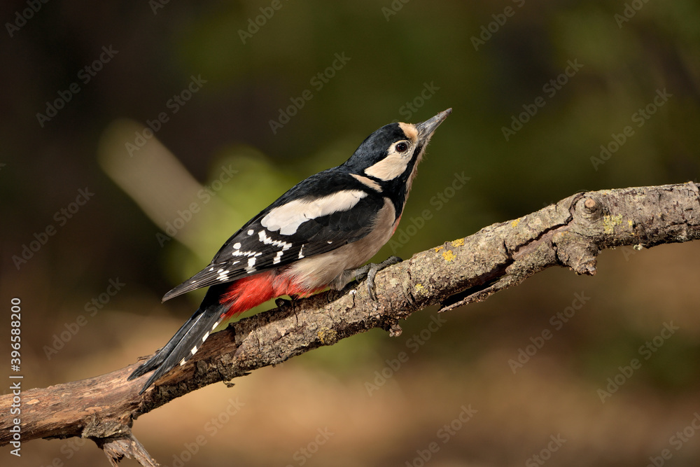 Obraz premium pico picapinos pájaro carpintero (Dendrocopos major) 