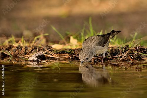 piquituerto bebiendo en el estanque del parque (Loxia curvirostra)