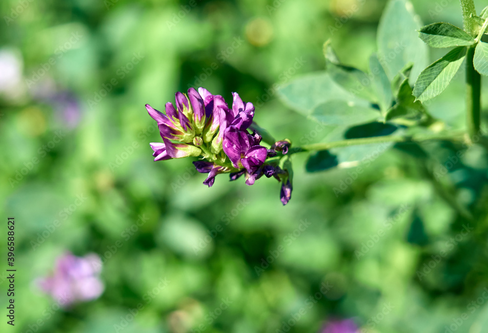 Flowers of alfalfa in the field. Medicago sativa. Flowers of alfalfa in the field. Medicago sativa.