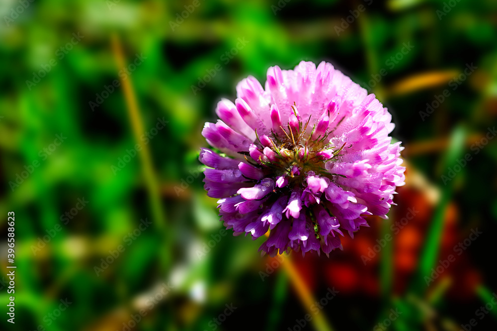 Photo of fall pink flower on green background Photo of fall pink flower on green background