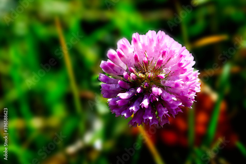 Photo of fall pink flower on green background