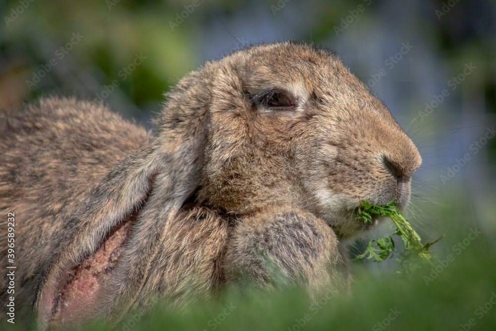 Close-up portrait of a rabbit eating carrot leaves. Close-up portrait of a rabbit eating carrot leaves.