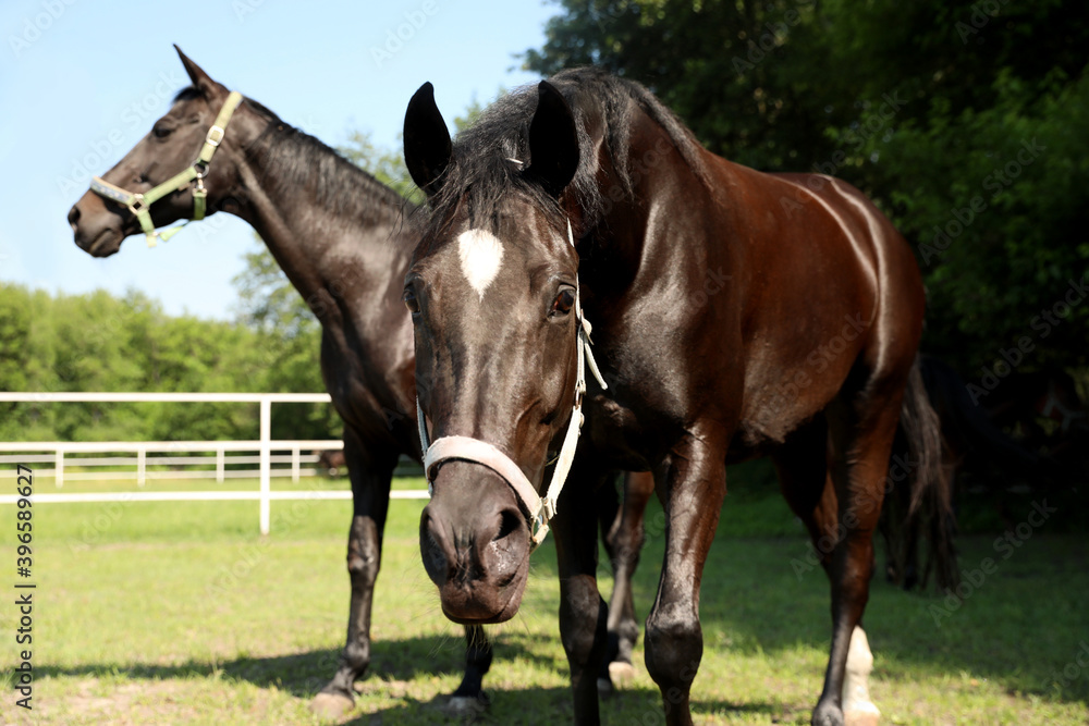 Dark bay horses in paddock on sunny day. Beautiful pets Dark bay horses in paddock on sunny day. Beautiful pets