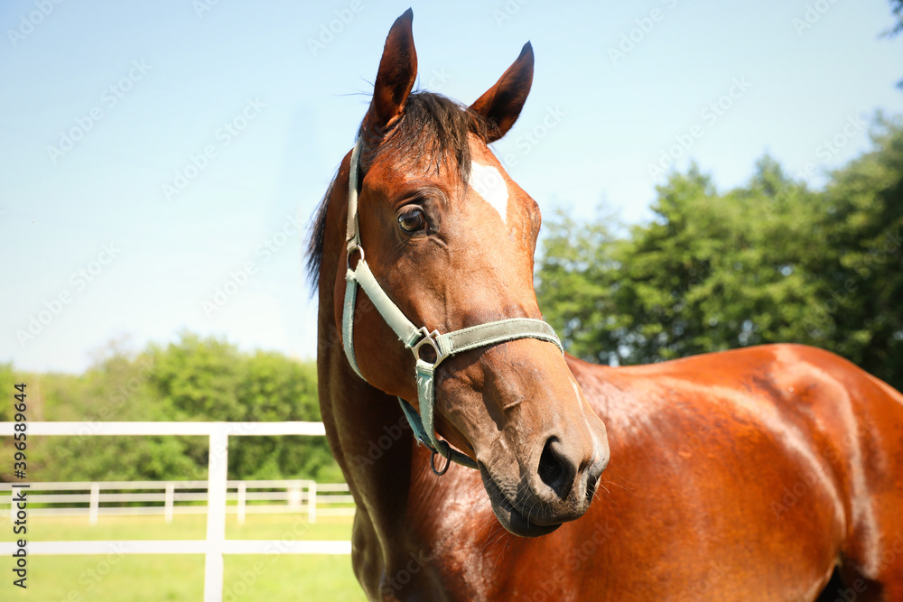 Bay horse in paddock on sunny day. Beautiful pet Bay horse in paddock on sunny day. Beautiful pet