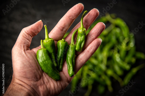 Bunch of Padron peppers in hand with bell peppers blur background