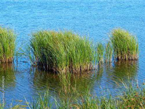 Grass clumps growing in the blue water of a pond