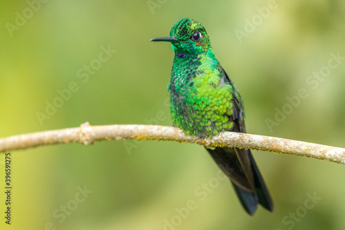 a metallic green hummingbird perched on a branch, Costa Rica