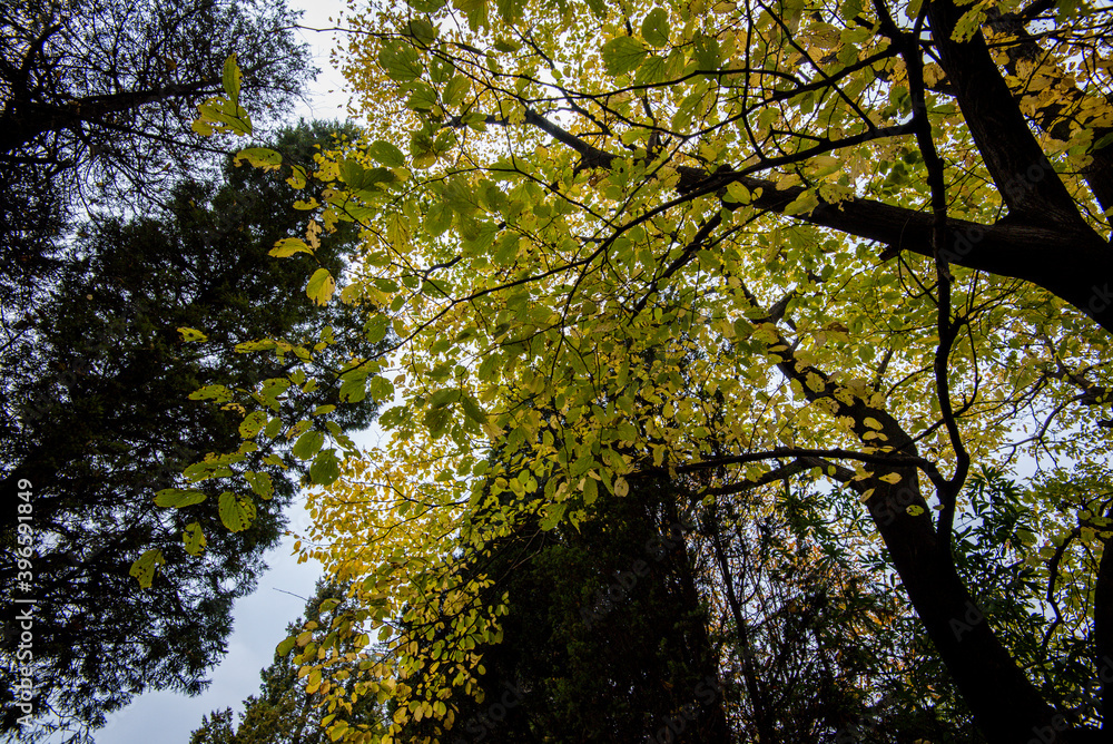 Amazing autumn landscape at Wudang Mountain. Amazing autumn landscape at Wudang Mountain.