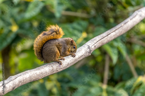 Multicolored orange squirrel (Sciurus variegatoides) in a tropical forest in Costa Rica. photo