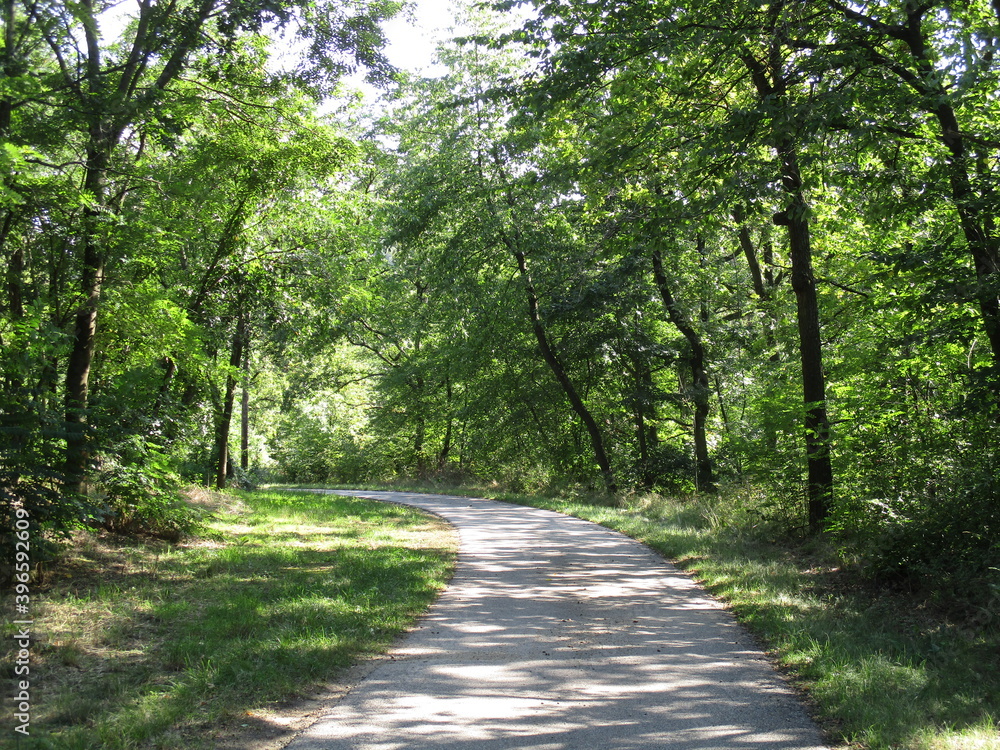 Fototapeta premium lichter Waldweg