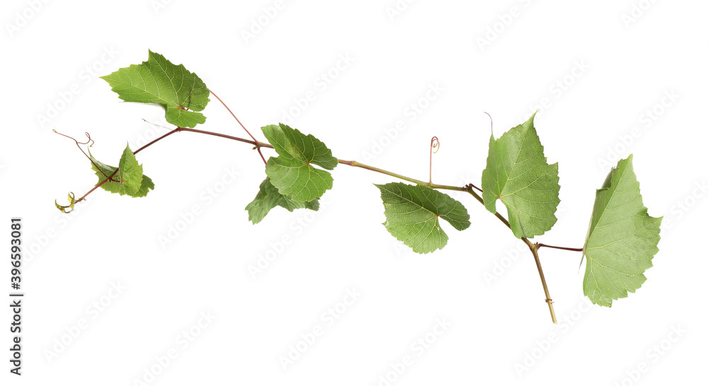 Fresh grapevine with leaves isolated on white Fresh grapevine with leaves isolated on white