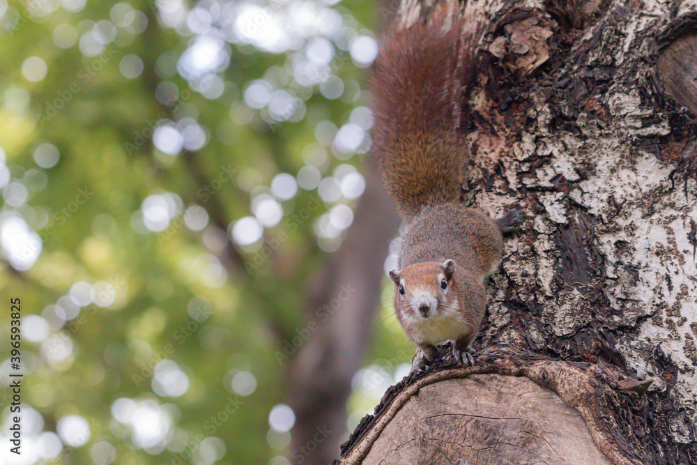 Close up red brown color a squirrel playing in a botanical garden. Close up red brown color a squirrel playing in a botanical garden.