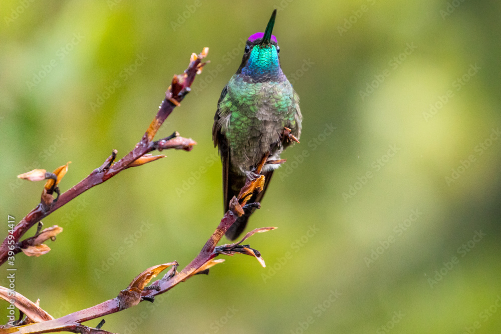 Fototapeta premium a metallic green hummingbird perched on a branch, Costa Rica