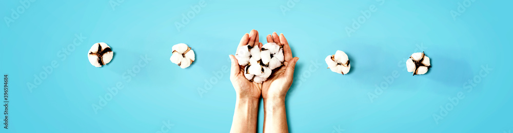 Female hands holding cotton flowers - flat lay Female hands holding cotton flowers - flat lay