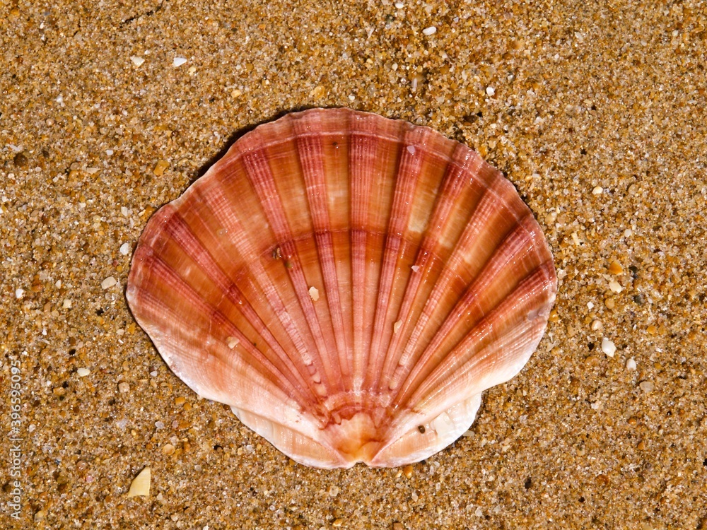 Macro of different sea shells