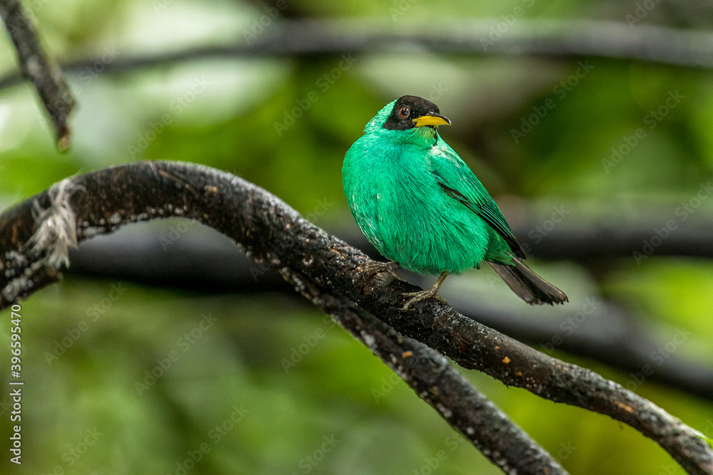 Green honey creeper female (Chlorophanes Spiza) on a branch in La Fortuna, Costa Rica
