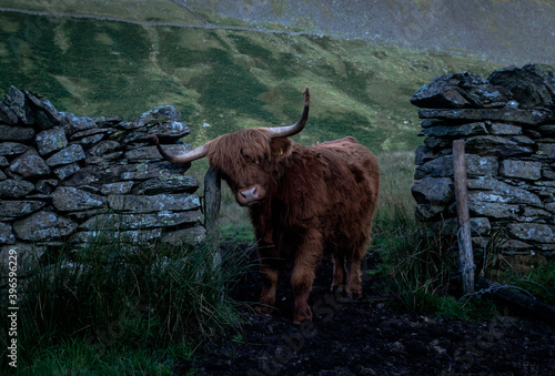 A highland cow scratches against an old stone wall.