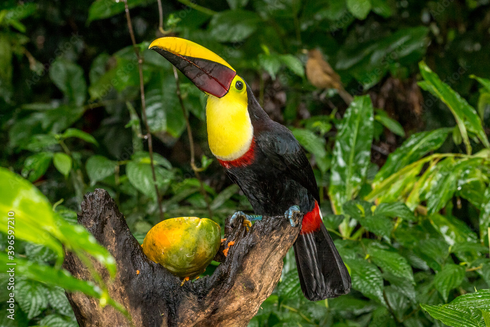 Fototapeta premium Portrait of chestnut mandibled toucan, Costa Rica