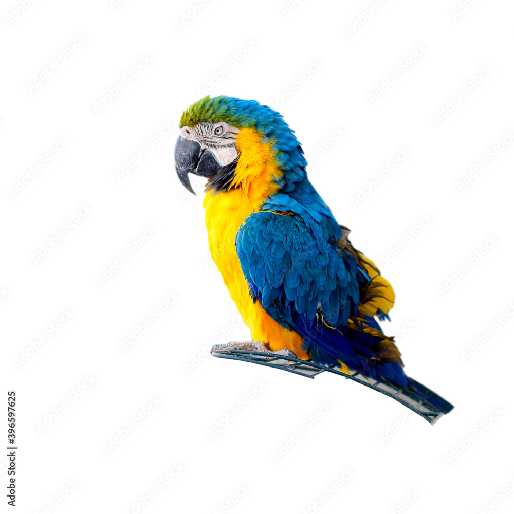 Fototapeta premium Macaw parrot isolated on white background. Portrait colorful blue and yellow Ara parrot on cage.