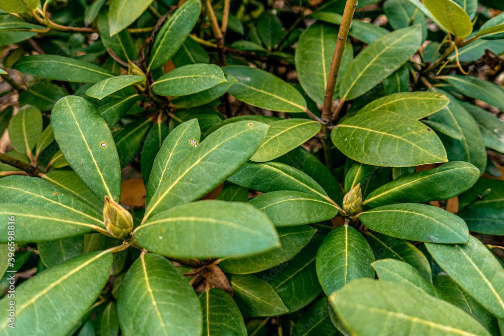 Green exotic tropical leaves evergreen bush verdant bush as summer floral botanical natural pattern background texture wallpaper backdrop Green exotic tropical leaves evergreen bush verdant bush as summer floral botanical natural pattern background texture wallpaper backdrop