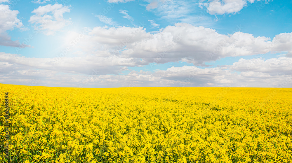 Yellow mustard field landscape industry of agriculture on the background bright blue sky